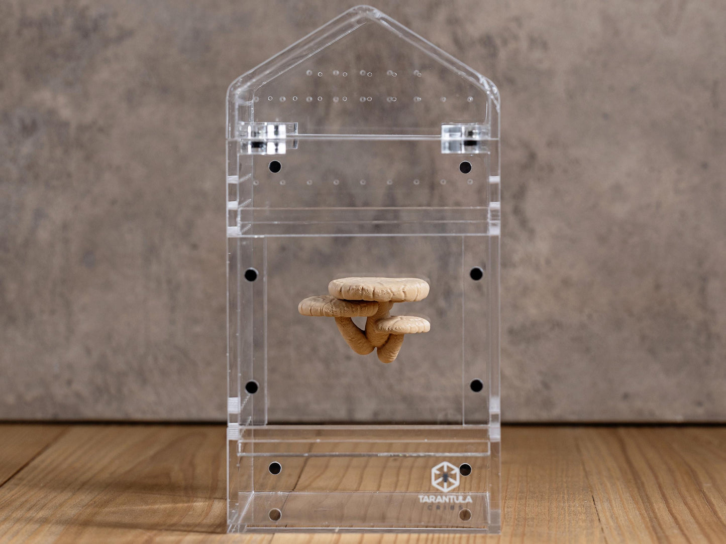 Jumping Spiders Ledge - Shiitake Mushroom (Lentinula edodes) - Shelf for Enrichment - Spider Perch