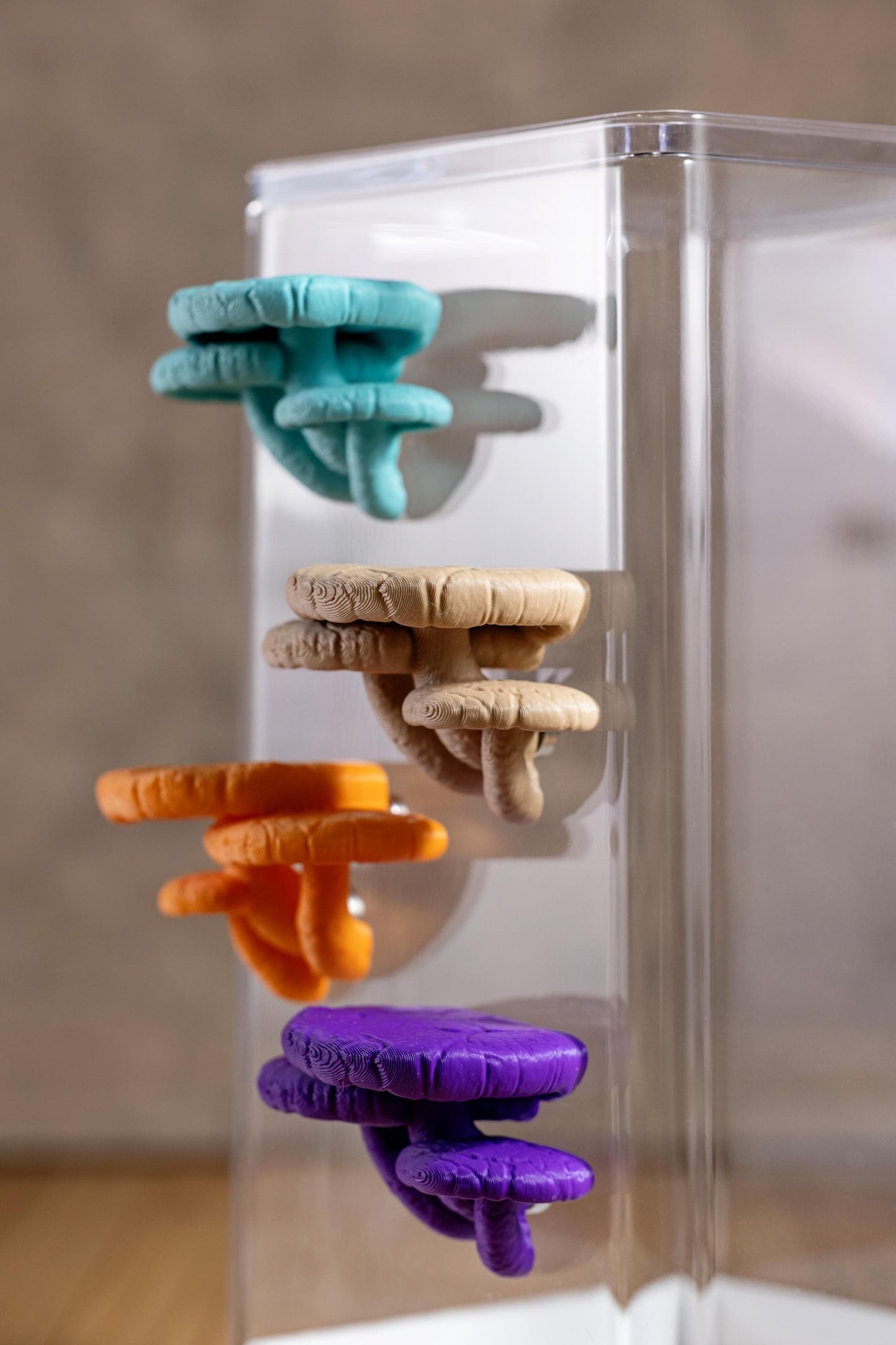 Jumping Spiders Ledge - Shiitake Mushroom (Lentinula edodes) - Shelf for Enrichment - Spider Perch