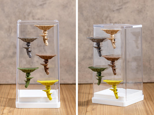 Jumping Spider Ledge - Mushroom (Amanita caesarea) - Magnetized shelf for enrichment - Spider Perch