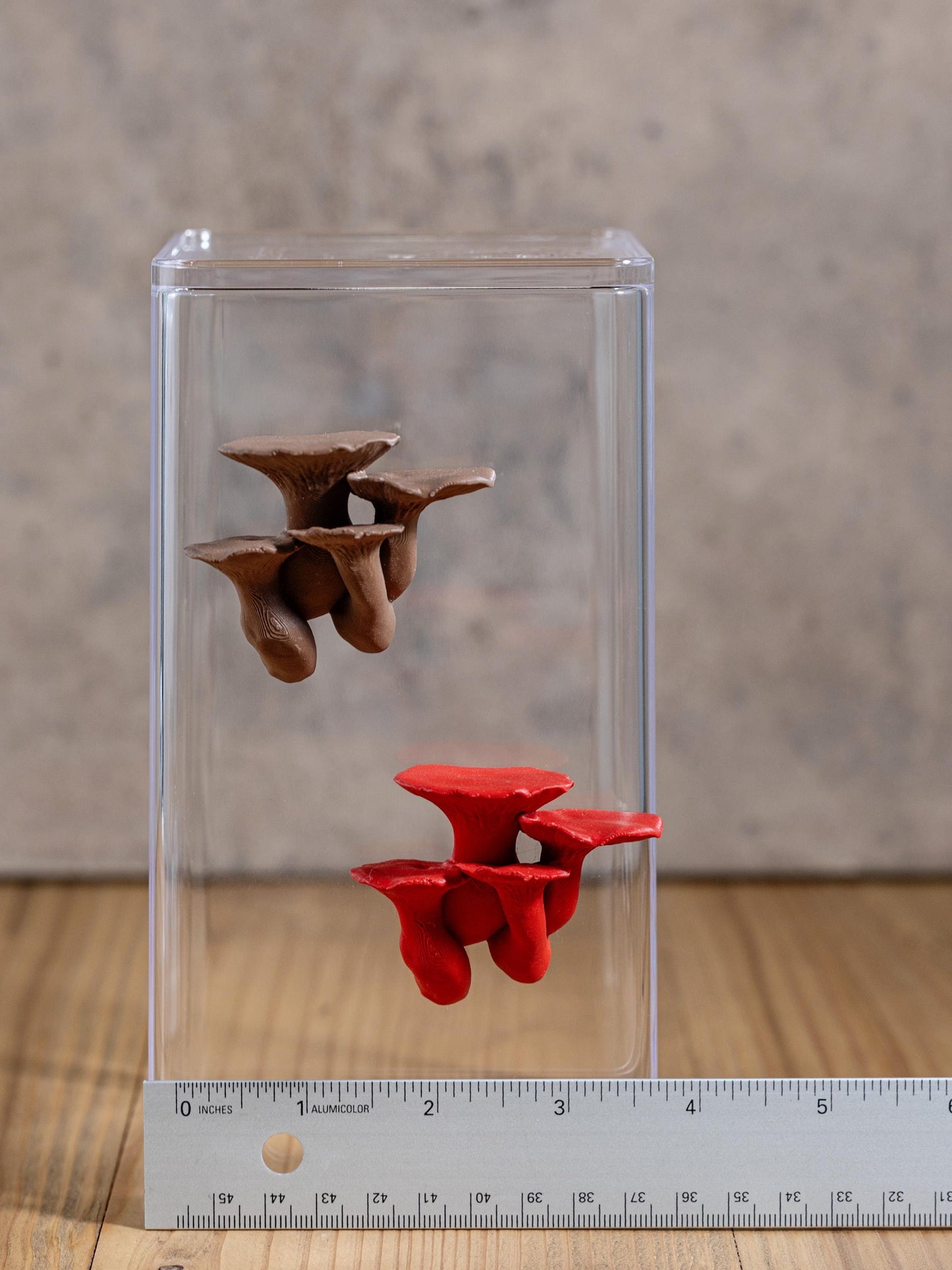 Jumping Spider Ledge - King Trumpet Mushroom (Pleurotus eryngii) - Magnetized shelf for enrichment - Spider Perch