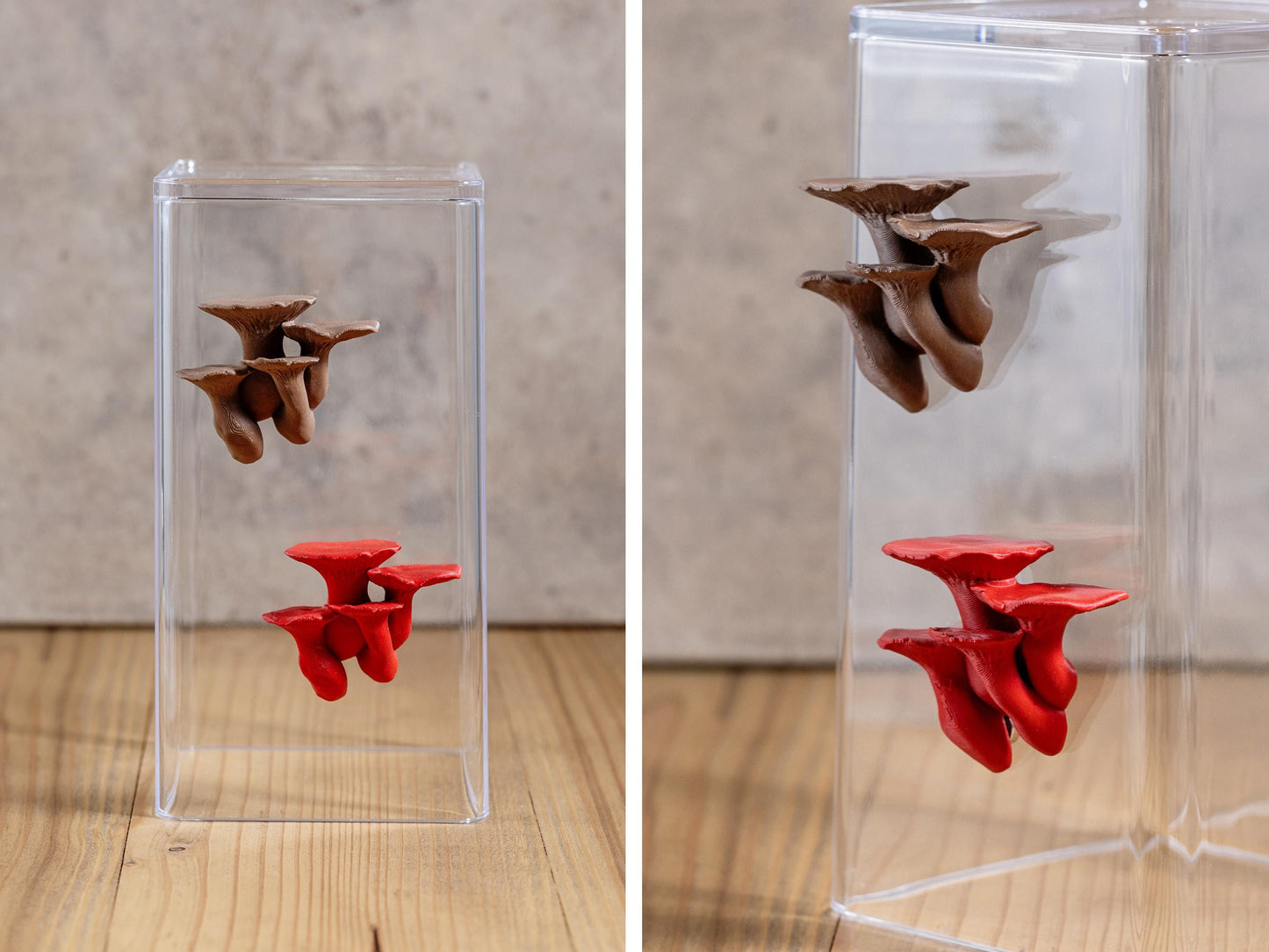 Jumping Spider Ledge - King Trumpet Mushroom (Pleurotus eryngii) - Magnetized shelf for enrichment - Spider Perch
