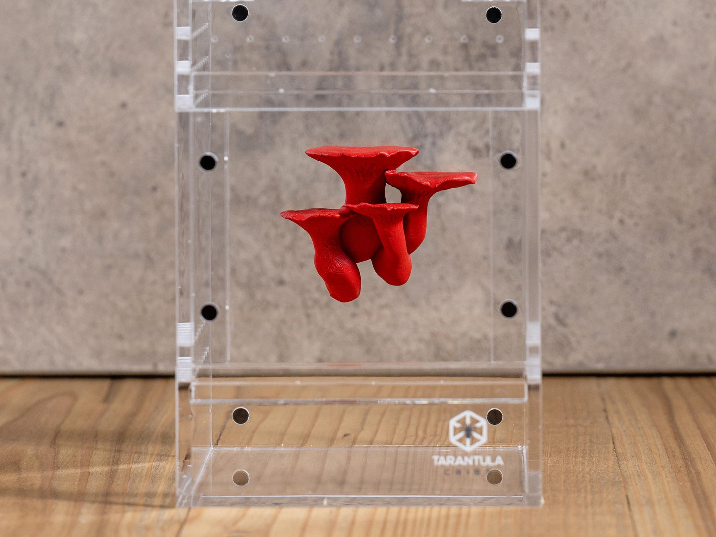 Jumping Spider Ledge - King Trumpet Mushroom (Pleurotus eryngii) - Magnetized shelf for enrichment - Spider Perch