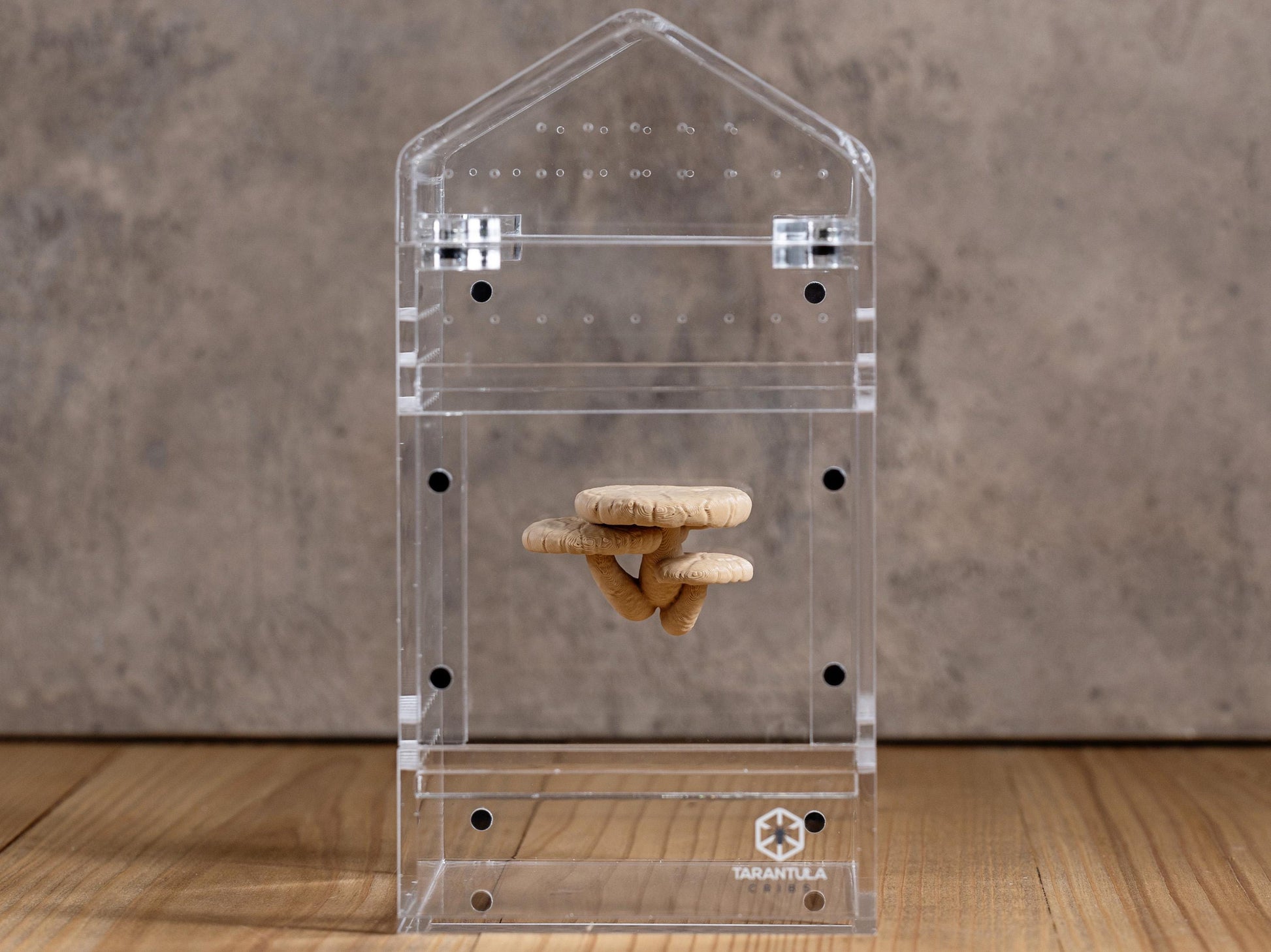 Jumping Spiders Ledge - Shiitake Mushroom (Lentinula edodes) - Shelf for Enrichment - Spider Perch