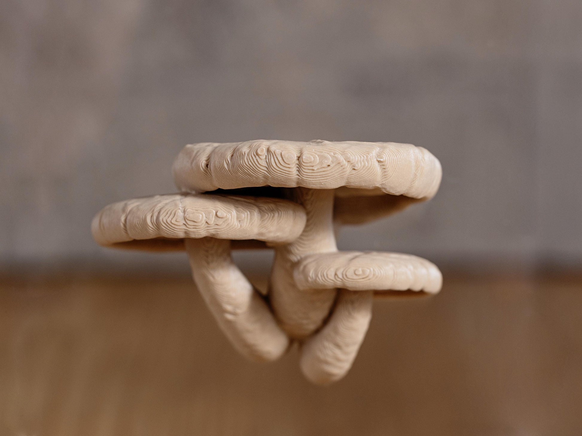 Jumping Spiders Ledge - Shiitake Mushroom (Lentinula edodes) - Shelf for Enrichment - Spider Perch