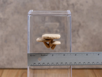 Jumping Spiders Ledge - Shiitake Mushroom (Lentinula edodes) - Shelf for Enrichment - Spider Perch