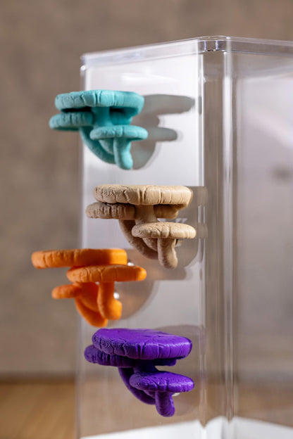 Jumping Spiders Ledge - Shiitake Mushroom (Lentinula edodes) - Shelf for Enrichment - Spider Perch