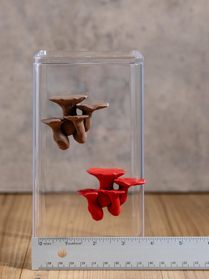 Jumping Spider Ledge - King Trumpet Mushroom (Pleurotus eryngii) - Magnetized shelf for enrichment - Spider Perch