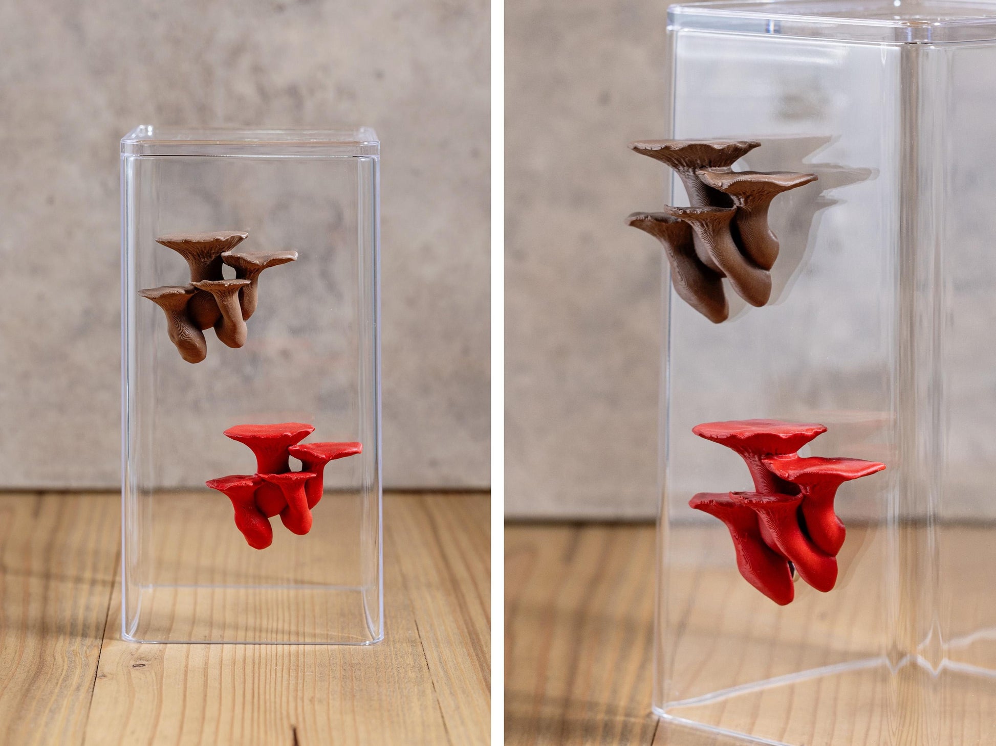 Jumping Spider Ledge - King Trumpet Mushroom (Pleurotus eryngii) - Magnetized shelf for enrichment - Spider Perch
