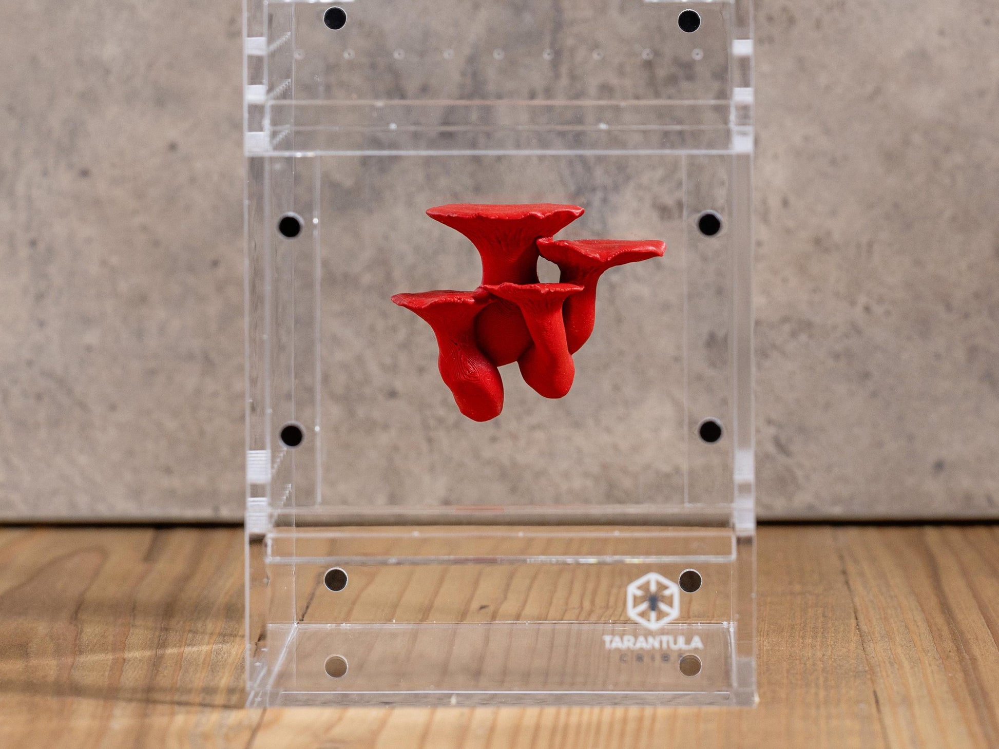 Jumping Spider Ledge - King Trumpet Mushroom (Pleurotus eryngii) - Magnetized shelf for enrichment - Spider Perch
